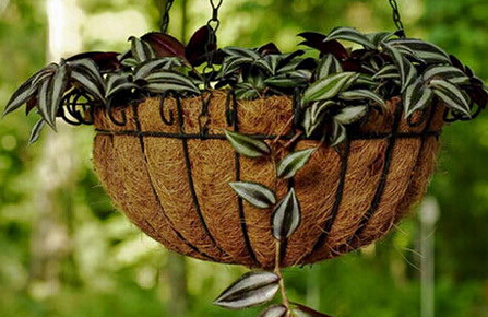 吊竹梅怎么養？